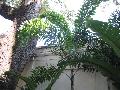 Foxtail Palm / Wodyetia bifurcata